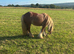 4 year old ride and drive bombproof