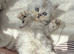 Ready to leave - Adorable Persian kittens