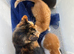 Three Kittens