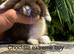 Mini lops ready to go