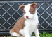 Red and White Pedigree Collie Pups