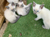 Beautiful quality Ragamees kittens