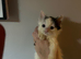 Beautiful kittens for new homes