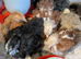 Pekin bantams