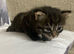 Fluffy and sweet kittens