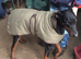 Doberman or Great Dane wanted