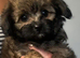 Toy poodle x Papillon