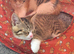 7 month old domestic short hair
