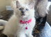 Beautiful Ragamese (Ragdoll × Siamese) Female Kitten