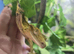 Adult male crested gecko