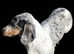 PRA CLEAR BLUE PIED DAPPLE STUD