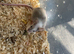 Fancy mice baby females