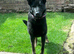 18month old female German shepherd