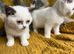 Pure British shorthair