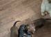 3 miniature dachshund pups