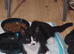Black and white kitten