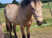 Registered buckskin gelding will be over height