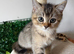 British shorthair kittens, with Delivery if needed!