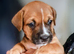 Beautiful pups for sale
