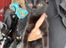 2 Beautiful Girl kittens