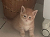Four Ginger Bengal kittens