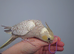 Hand reread silly tame DNA sexed baby cockatiels