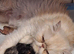 Stunning pure bred persian kittens bridgwater