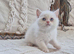 Persian x bsh kittens