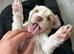 Ready to leave on the 24 th stunning pups