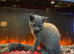 Bsh mix little lady