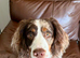 Lenny – 9-Month-Old Cocker Spaniel Looking for a Loving, Active Home