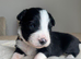 Bordernese puppies