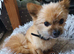 Adorable fluffy pomchi puppies for sale