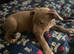 Staffie puppys