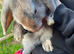 Baby lops for sale