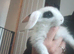 2 hand reared mini lop x babies