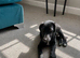 Borador dog Puppy