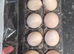 silkie ferlie eggs