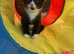 Adorable Tuxedos Kittens