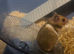 Female Syrian hamster