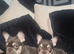 Kc reg French bulldog puppies