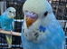 Baby budgies for sale 2 months old