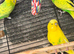 3 budgies