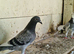 Homing pigeons £3