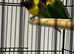 Pair of proven pair of lovebirds in Bournemouth