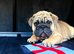 English bulldogs