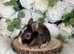 Vaccinated Pedigree English Angoras  xxx