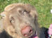 Male Isabella shep puppy