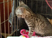 Kittens adorable ready to leave now only 2 left now