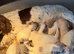 Stunning cockapoo puppies
